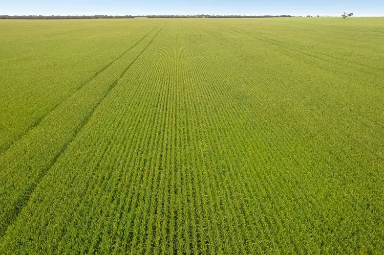 Sixth view of Homely rural property listing, 766 Bews South Road, Lameroo SA 5302