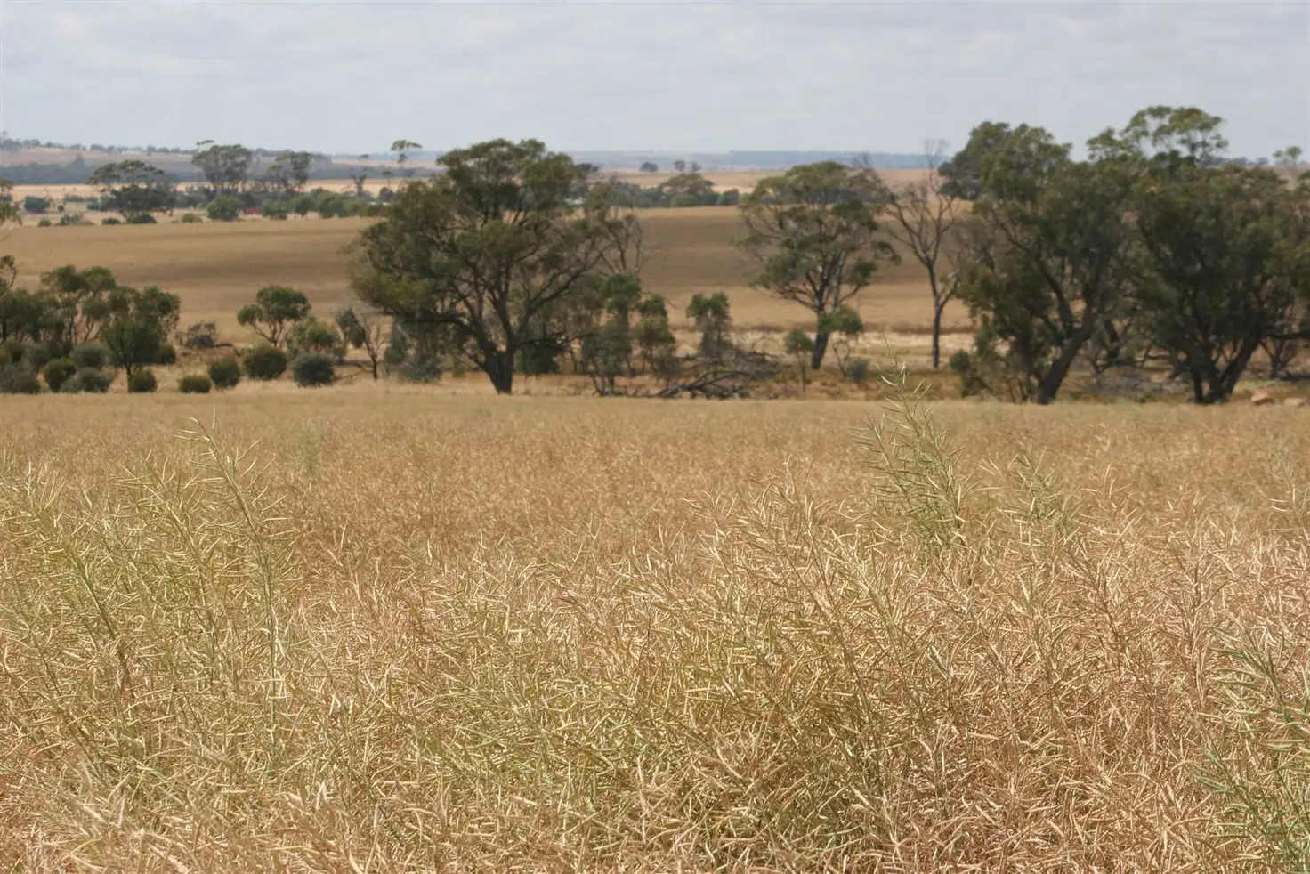Main view of Homely rural property listing, . Madews, Jennacubbine WA 6401