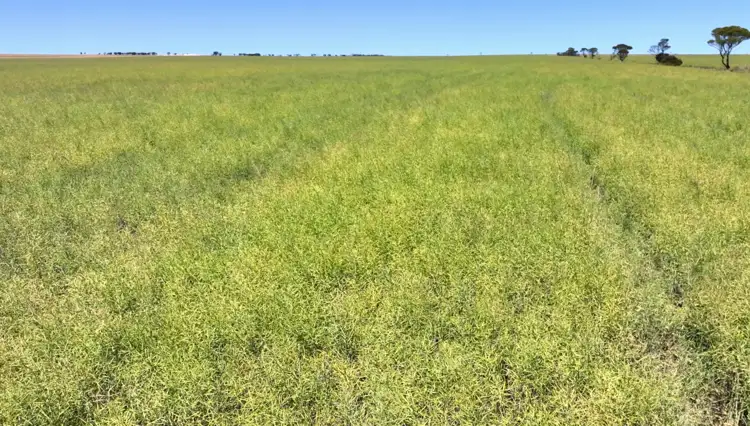 Second view of Homely rural property listing, 1436 Yates Road, Pingrup WA 6343