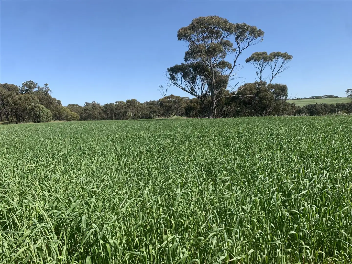 Main view of Homely rural property listing, . Tarwonga Road, Narrogin WA 6312