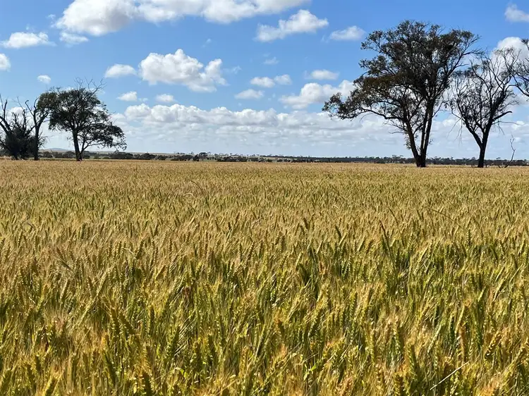 . 'Solitude Farm', Trayning WA 6488
