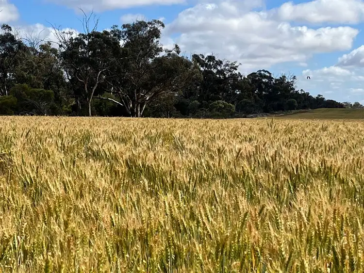 Second view of Homely rural property listing, . 'Solitude Farm', Trayning WA 6488