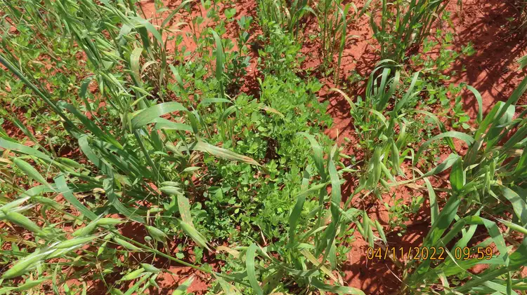 Sixth view of Homely rural property listing, Lyndhurst 2488 Wilga Road, Cobar NSW 2835