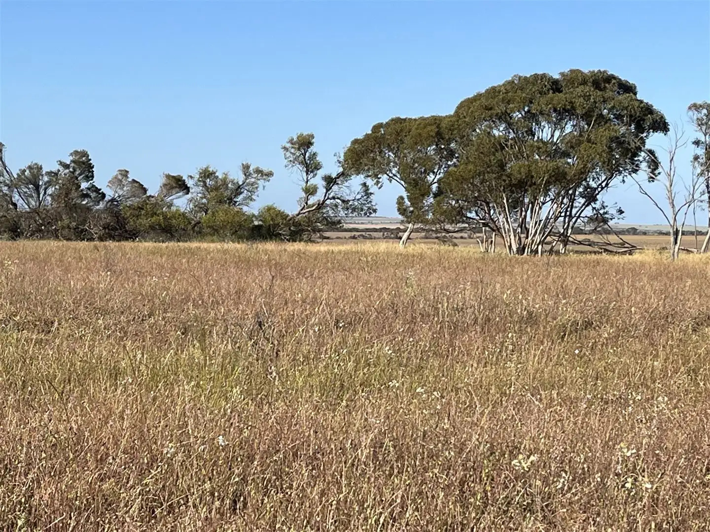 Main view of Homely rural property listing, . Lot 226 Mulji Road, Koorda WA 6475
