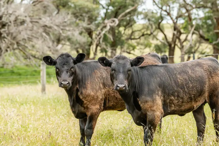 Second view of Homely rural property listing, Lot 11 Carba Road, Wye SA 5291