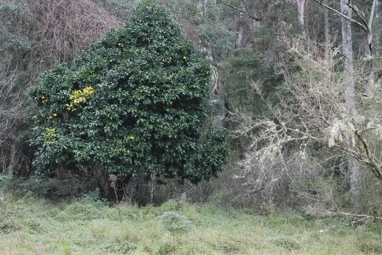 Fourth view of Homely rural property listing, Lot 2 Off Neringla Road, Braidwood NSW 2622