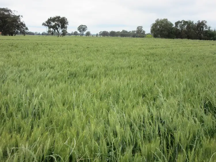 Fifth view of Homely rural property listing, 258 Naring Hall Road, Numurkah VIC 3636