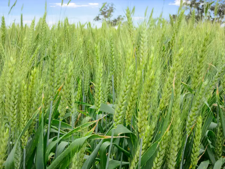 Fifth view of Homely rural property listing, 693 Lukies Road, Naring VIC 3636