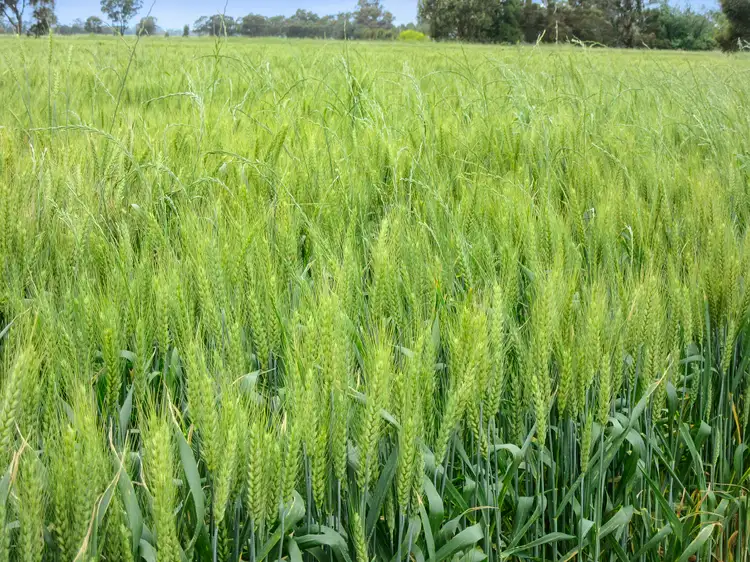 Sixth view of Homely rural property listing, 693 Lukies Road, Naring VIC 3636