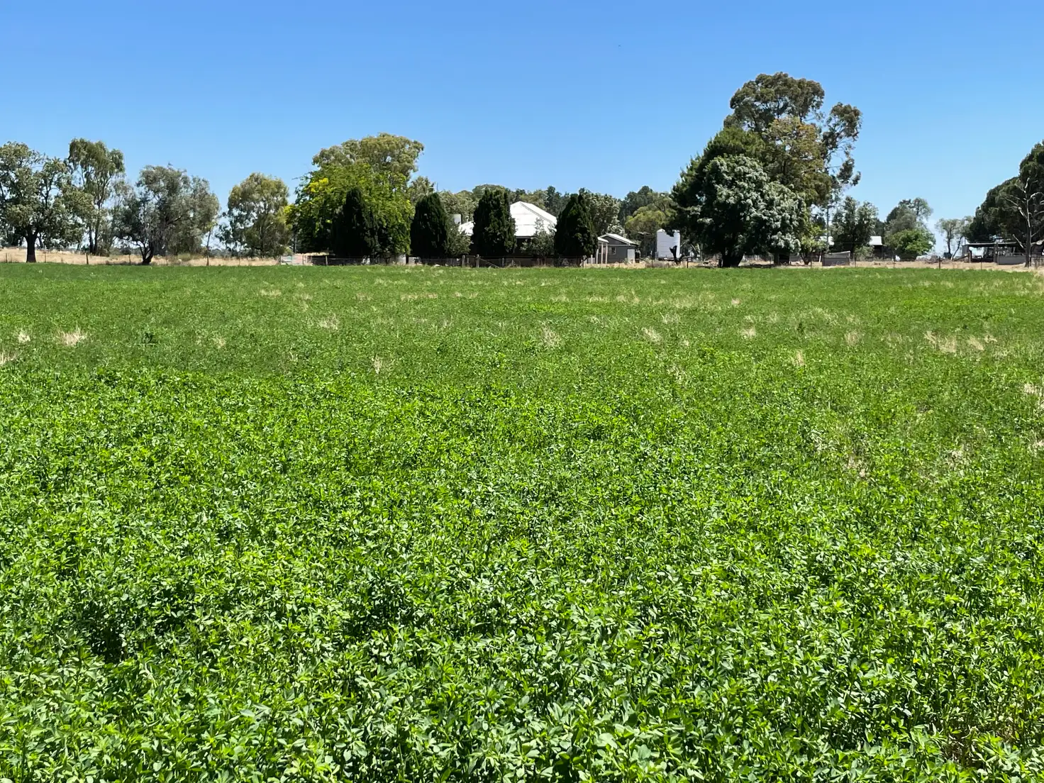 Main view of Homely rural property listing, 195 Broughtons Lane, Yerong Creek NSW 2642