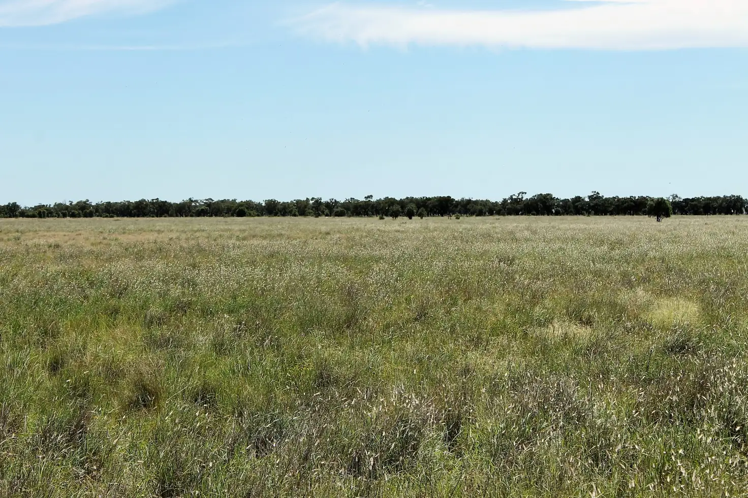 Main view of Homely rural property listing, "Willawillingbah" Goodooga Road, Brewarrina NSW 2839