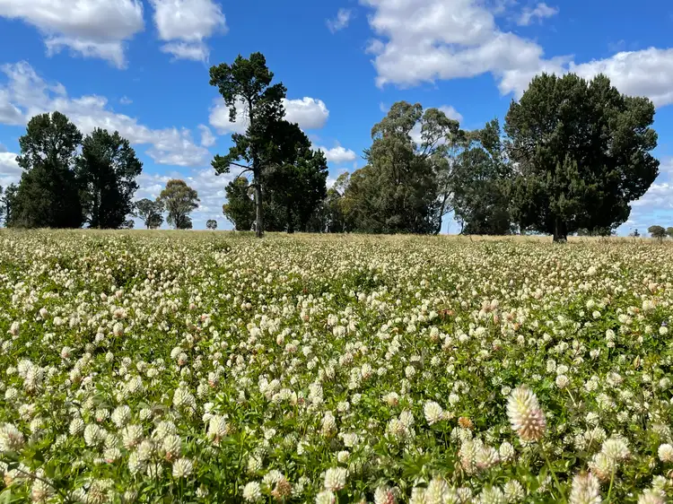 Sixth view of Homely rural property listing, 411 County Boundary Road, Milbrulong NSW 2656