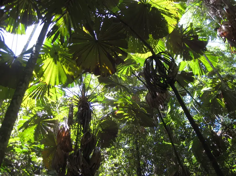 Main view of Homely rural property listing, 0 Tully-Mission Beach Road, Wongaling Beach QLD 4852