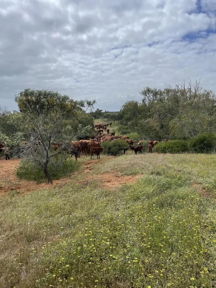 Main view of Homely rural property listing, 150 Percy Road, Bowes WA 6535