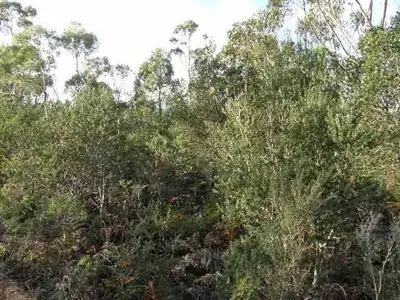 Second view of Homely rural property listing, Lot 11 Ansons Road, Gladstone TAS 7264