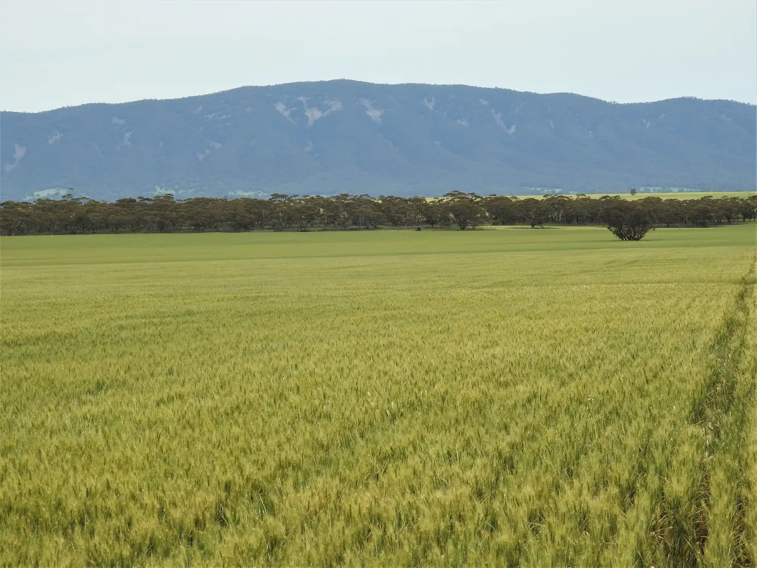 Main view of Homely rural property listing, 1114 Booleroo Road, Booleroo Centre SA 5482