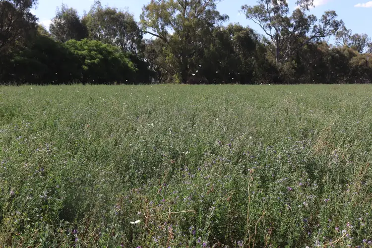541 Bedgerabong Road, Forbes NSW 2871