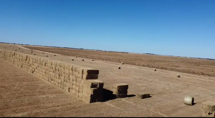 Main view of Homely rural property listing, 446 Orwell Rd, Lameroo SA 5302