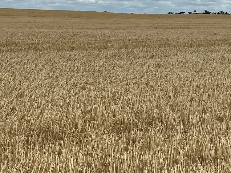 Third view of Homely rural property listing, 446 Orwell Rd, Lameroo SA 5302