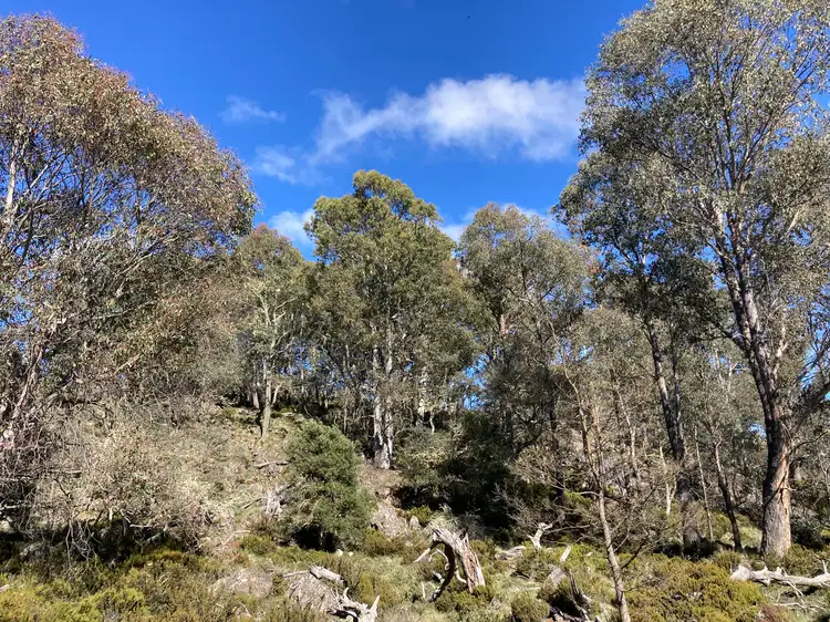 Third view of Homely rural property listing, 81 Arthurs Lake Road, Arthurs Lake TAS 7030