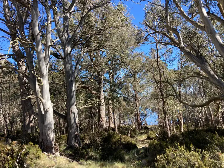 Seventh view of Homely rural property listing, 81 Arthurs Lake Road, Arthurs Lake TAS 7030