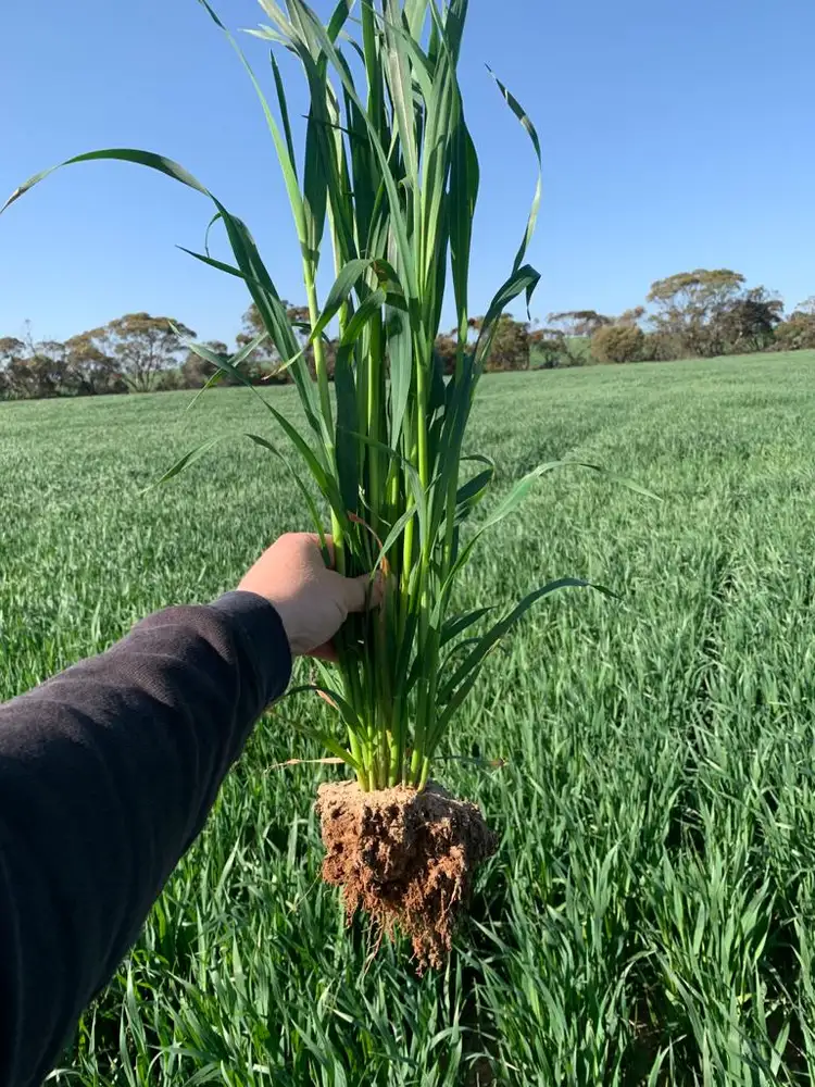 Sixth view of Homely rural property listing, 92 Tynan Road, Sherlock SA 5301