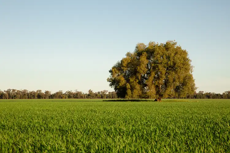 Fourth view of Homely rural property listing, . "Lilydale", West Wyalong NSW 2671