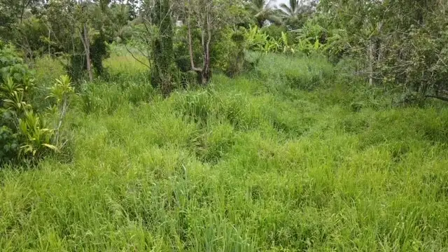 Third view of Homely land listing, 6 Turtle Street, Abergowrie QLD 4850