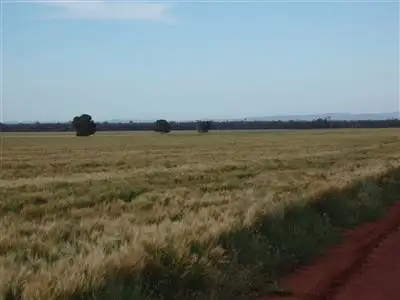 Main view of Homely rural property listing, . "MEDINA", TULLIBIGEAL, West Wyalong NSW 2671