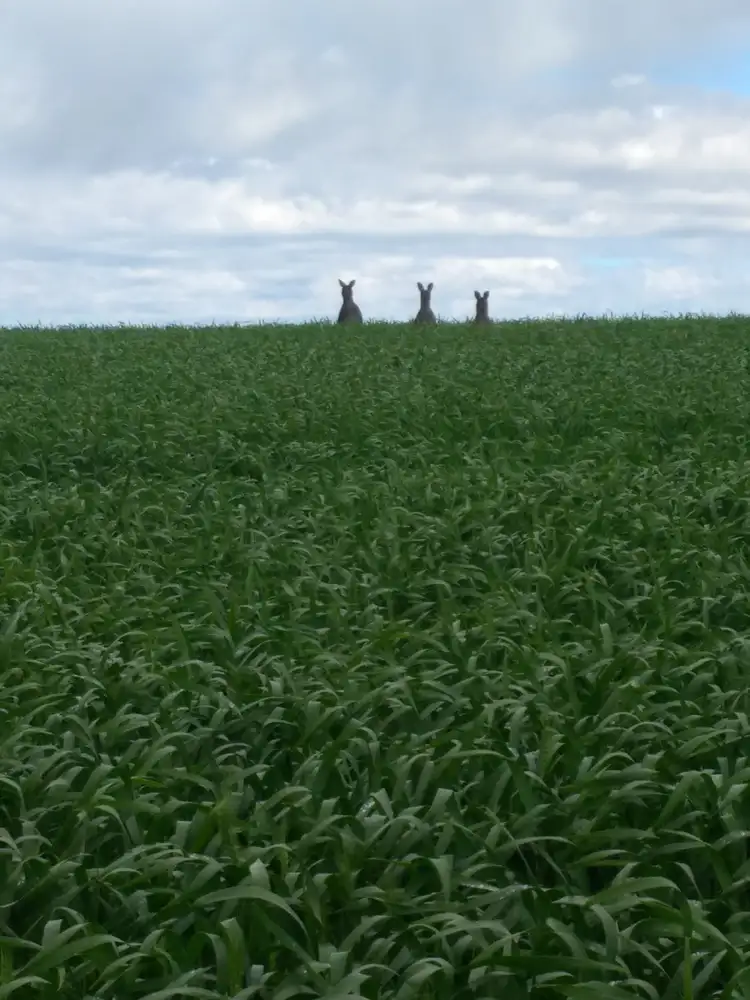 Third view of Homely rural property listing, 1091 Cascade Rd, Coomalbidgup WA 6450