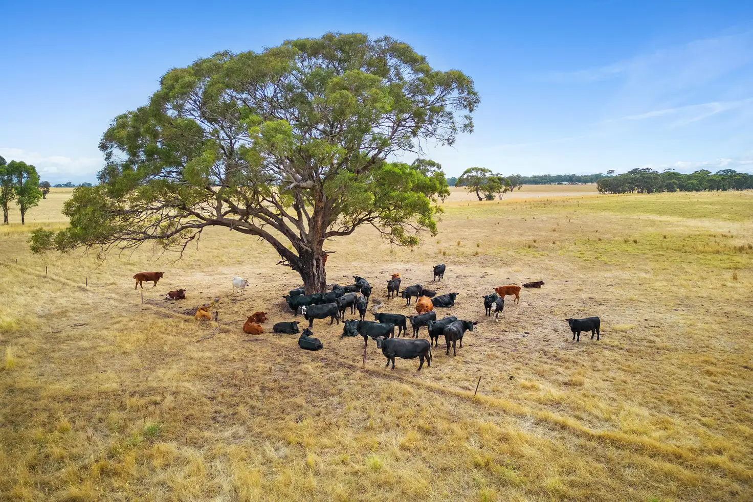 Main view of Homely rural property listing, 171 Dobie Road, Toolleen VIC 3551