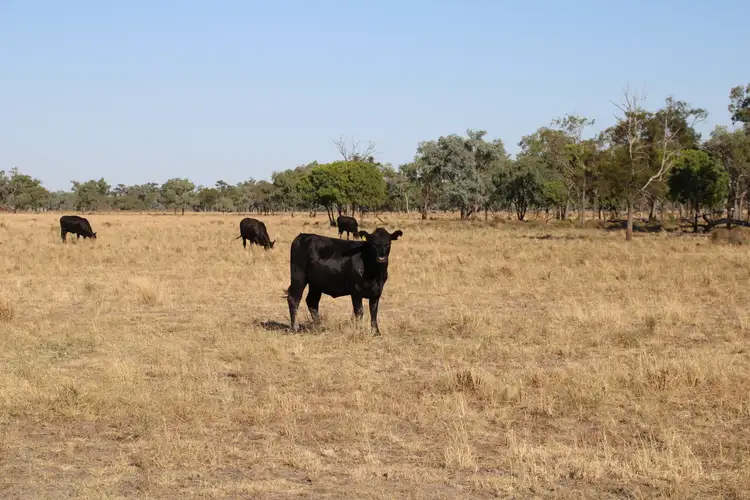 Fifth view of Homely rural property listing, 356 Pilliga Road, Wee Waa NSW 2388