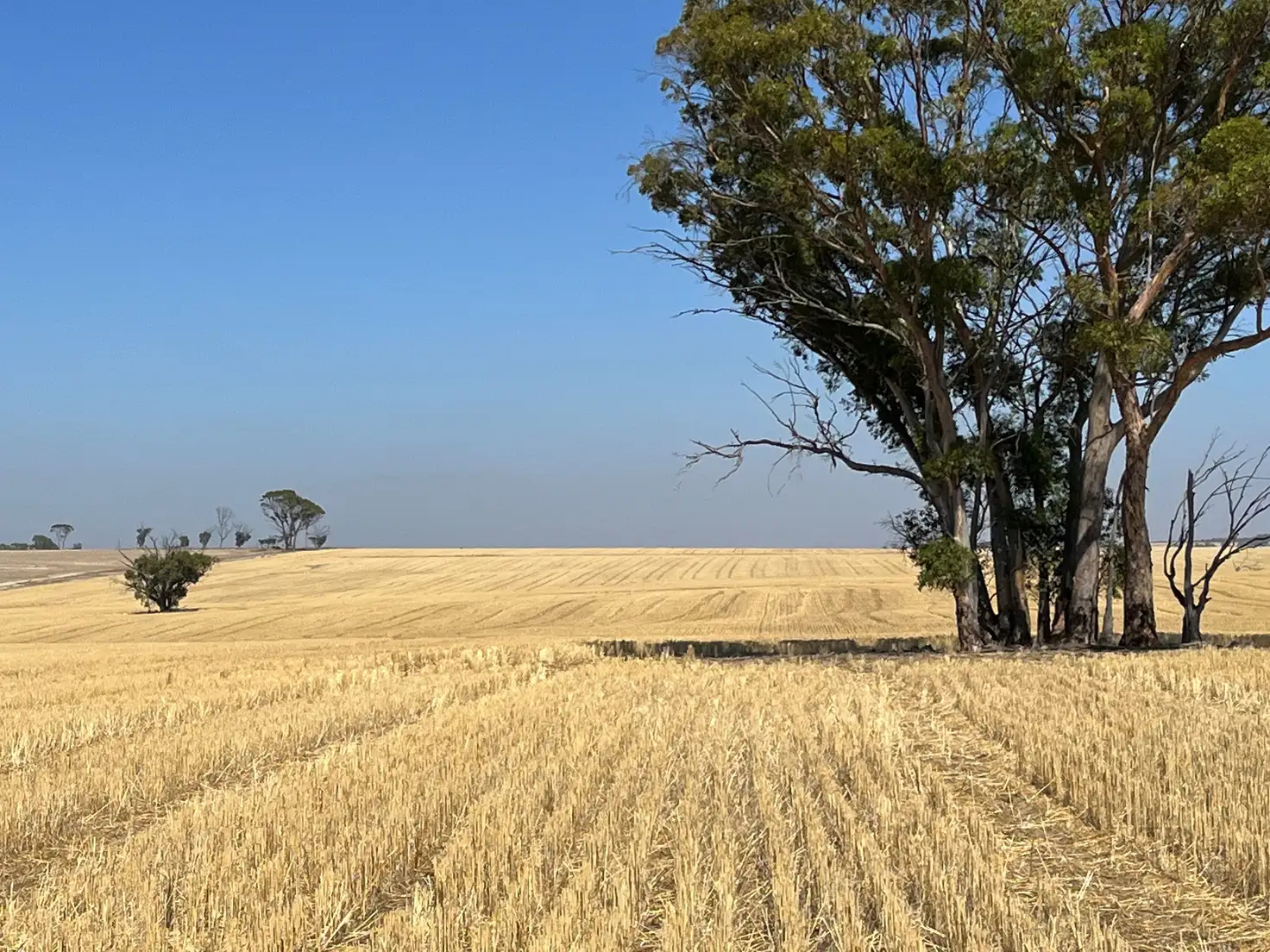 Main view of Homely rural property listing, . 'Palmerston South', South Tammin WA 6409