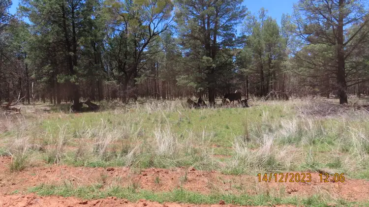 Second view of Homely rural property listing, ENMORE 2151 Lerida Road, Cobar NSW 2835