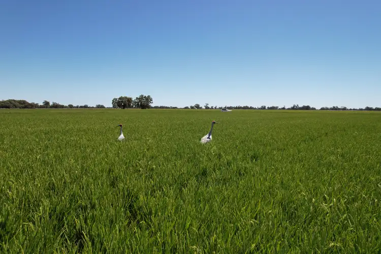 Seventh view of Homely rural property listing, Boundary Park Middleton Road, Deniliquin NSW 2710