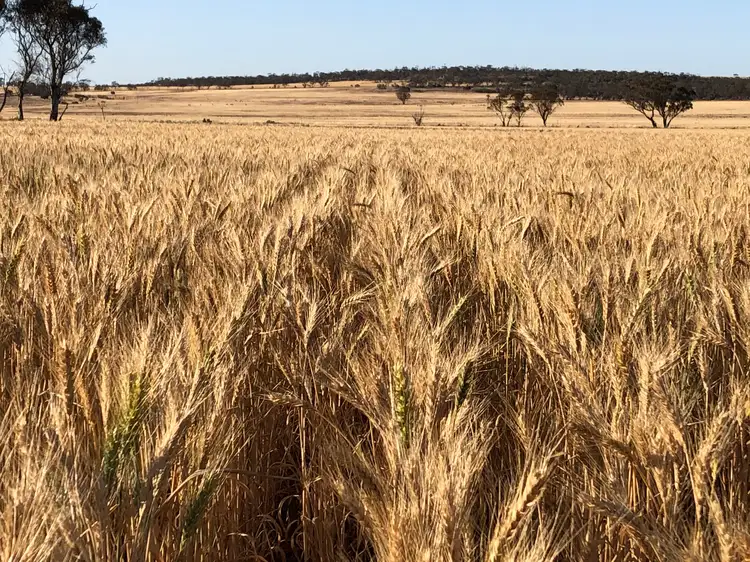 . 'Fishers' Lease, North Baandee WA 6412