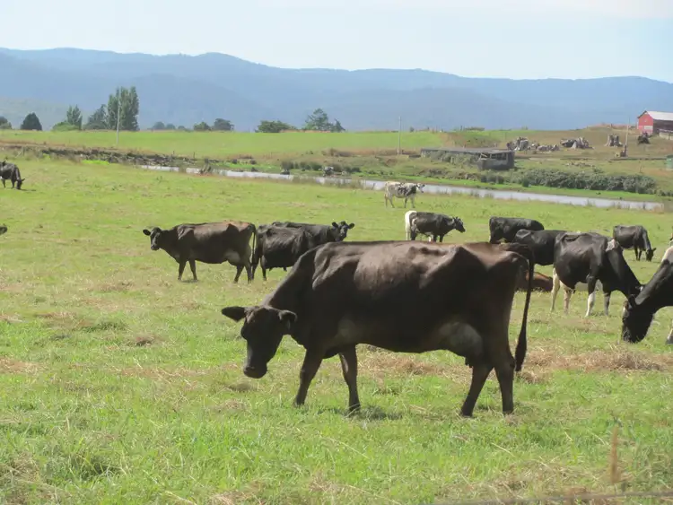 Third view of Homely rural property listing, 42 Main Street, Winnaleah TAS 7265