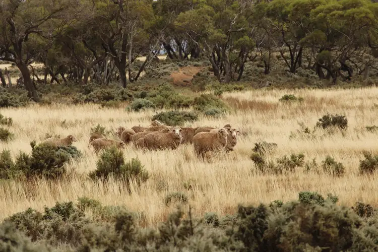 Second view of Homely rural property listing, Munelta Station, Nackara SA 5440
