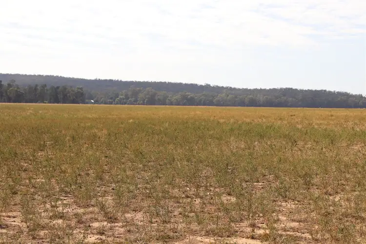 Fourth view of Homely rural property listing, 1 Corridgery Road, Forbes NSW 2871