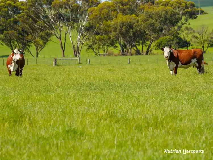 Sixth view of Homely rural property listing, 0 Corner Glenelg Highway - Den Hills Road, Coleraine VIC 3315