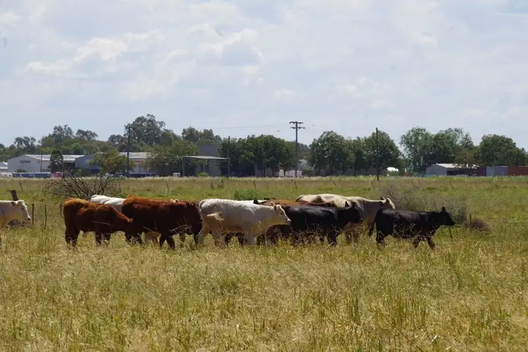 Second view of Homely rural property listing, 16 Namoi Street, Narrabri NSW 2390