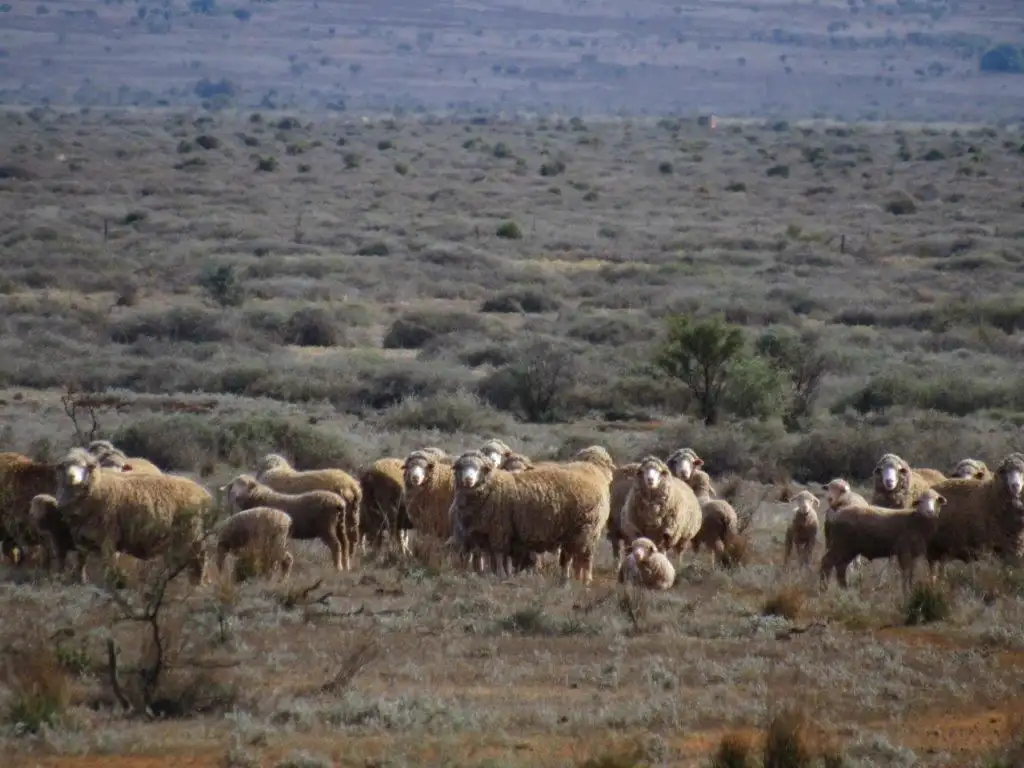 Main view of Homely rural property listing, 93 Tapscott Road, Orroroo SA 5431