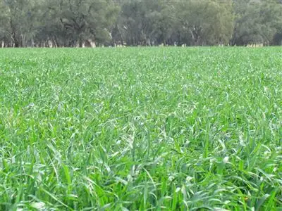 Seventh view of Homely rural property listing, 1134 Ben Halls Road, Forbes NSW 2871