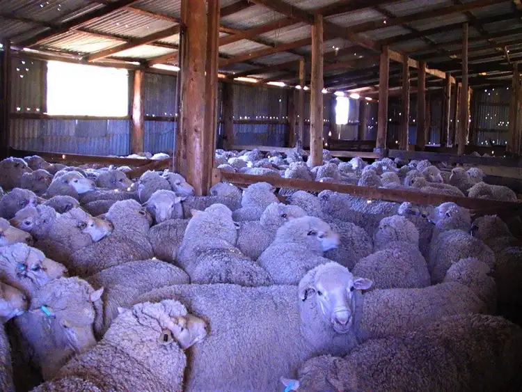 Fifth view of Homely rural property listing, . "Ramsay" Cobb Highway, Booroorban NSW 2710