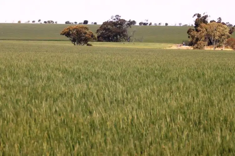 Second view of Homely rural property listing, 3929 Calingri - Goomalling Road, Goomalling WA 6460