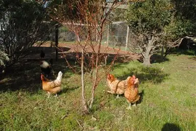 Seventh view of Homely land listing, Lot 1/126 Eagle Court, Teesdale VIC 3328