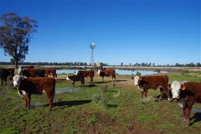 Main view of Homely rural property listing, 283 Ison Road, Narrabri NSW 2390