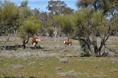 Fifth view of Homely rural property listing, * Brambah, Cobar NSW 2835
