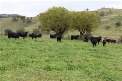 Seventh view of Homely rural property listing, . "Mount Mill", Coolah Creek Rd,, Coolah NSW 2843