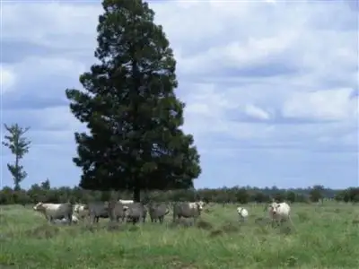 Third view of Homely rural property listing, 1337 Burncluth Hall Road, Burncluith QLD 4413